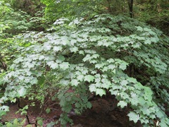 Acer pictum ambiguum