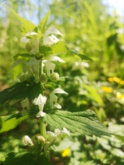 Lamium album