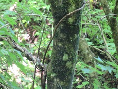 Acer pictum ambiguum