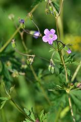 Geranium pseudosibiricum