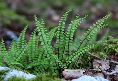 Asplenium adulterinum