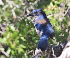 Aphelocoma insularis