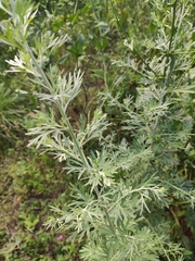 Artemisia absinthium