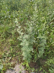 Artemisia absinthium
