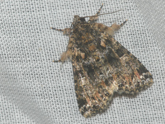Callopistria latreillei