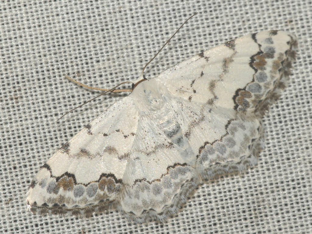 Middle Lace Border