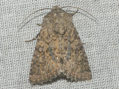 Dichagyris renigera