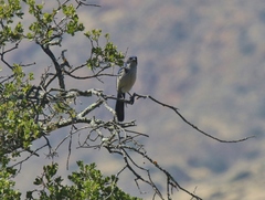 Aphelocoma insularis