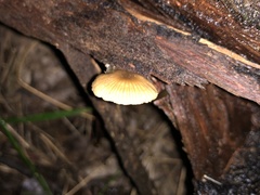 Entoloma aromaticum