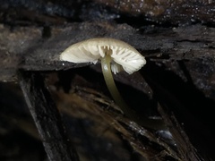 Entoloma aromaticum