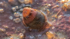 Micrelenchus sanguineus