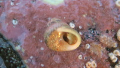 Micrelenchus sanguineus