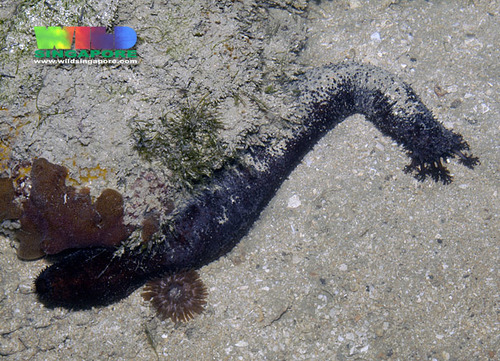 Black Sea Cucumber, photo 5 of 7