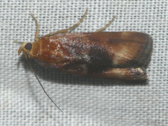 Pterothrixidia rufella