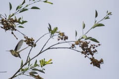 Cynanthus latirostris