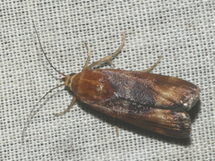 Pterothrixidia rufella
