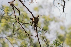 Cynanthus latirostris