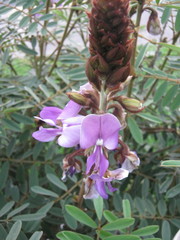 Millettieae