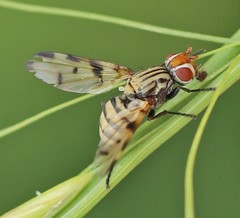 Otitini