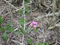 Indigofera sp-aff-platypoda