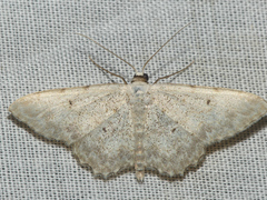 Scopula submutata