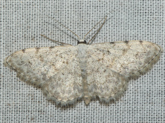 Scopula submutata