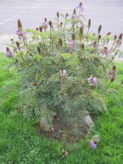 Millettieae