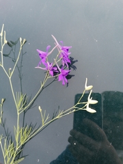 Delphinium consolida