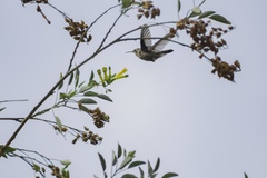 Cynanthus latirostris