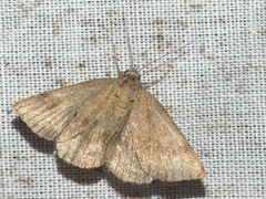 Phytometra viridaria