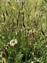 Plantago lanceolata