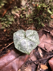 Nervilia taiwaniana
