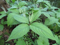 Chloranthus serratus