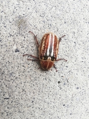 Anoxia australis