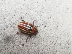Anoxia australis