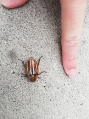 Anoxia australis