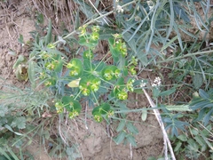 Euphorbia iberica