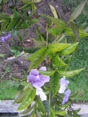 Brunfelsia grandiflora