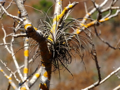 Tillandsia exserta