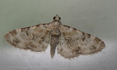 Eupithecia pulchellata