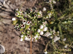 Phylica purpurea