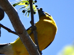 Pheucticus chrysopeplus