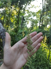 Phalaris arundinacea