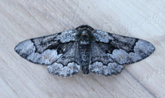 Phaeoura mexicanaria