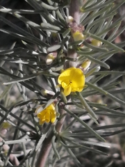 Aspalathus florifera