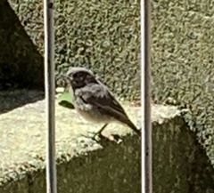 Phoenicurus ochruros