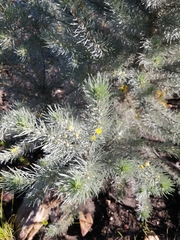 Aspalathus florifera