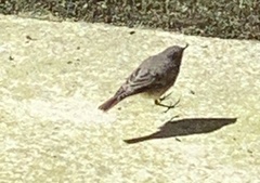 Phoenicurus ochruros