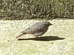 Phoenicurus ochruros