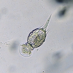 Squatinella